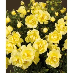 Rose 'Clear Cover® TOWNE & COUNTRY®' 19 cm Topf