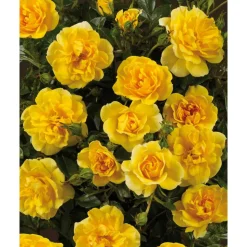 Rose 'Excellent Cover® TOWNE & COUNTRY®' 19 cm Topf