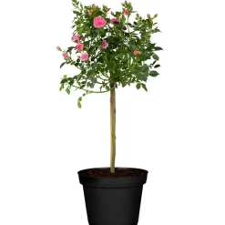 Rose Halbstamm verschiedene Farben 24 cm Topf