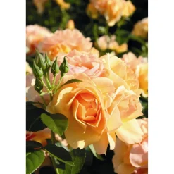 Rose 'Hansestadt Rostock®' Halbstamm, 24 cm Topf