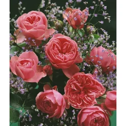 Rose 'Leonardo da Vinci®' Halbstamm, 24 cm Topf
