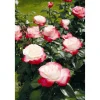 Rose 'Nostalgie®' Halbstamm, 24 cm Topf