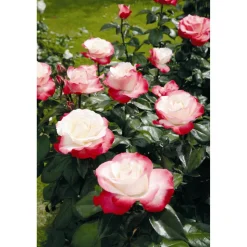 Rose 'Nostalgie®' Halbstamm, 24 cm Topf