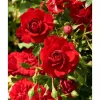 Rosen 'Courtyard®' verschidene Sorten, 21 cm Topf