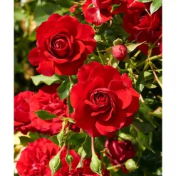Rosen 'Courtyard®' verschidene Sorten, 21 cm Topf