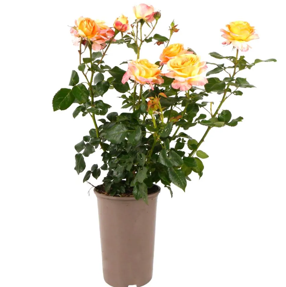 Rosen nostalgische Sorten 19 cm Topf