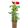 Rosen verschiedene Sorten 23 cm Topf