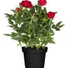 Rosenbusch verschiedene Farben 18 cm Topf