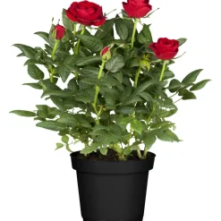 Rosenbusch verschiedene Farben 18 cm Topf