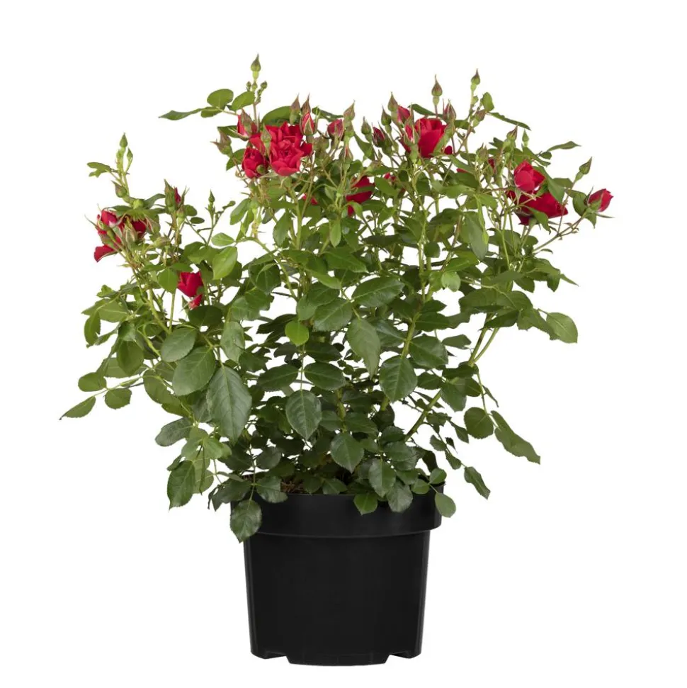 Rosenbusch verschiedene Farben 23 cm Topf