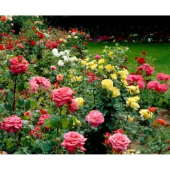 Rosenbusch verschiedene Farben 23 cm Topf