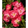 Rosen-Mix Towne & Country® 15 cm Topf