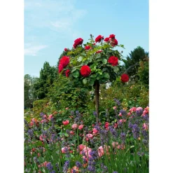 Rosenstämmchen