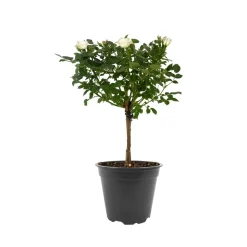 Rosenstämmchen 15 cm Topf