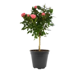 Rosenstämmchen 15 cm Topf