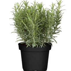 Rosmarin 14 cm Topf