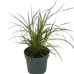 Rotes Lampenputzergras 'Summer Samba' 14 cm Topf