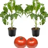 Runde Geschmackstomate 'Campos®' 12 cm Topf, 2er-Set