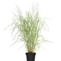Rutenhirse 'Blue Fountain' 19 cm Topf