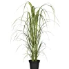 Rutenhirse 'Northwind' 19 cm Topf