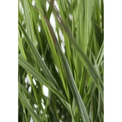Rutenhirse 'Northwind' 19 cm Topf
