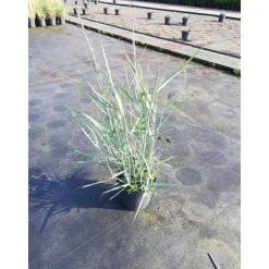 Rutenhirse 'Prairie Sky' 19 cm Topf