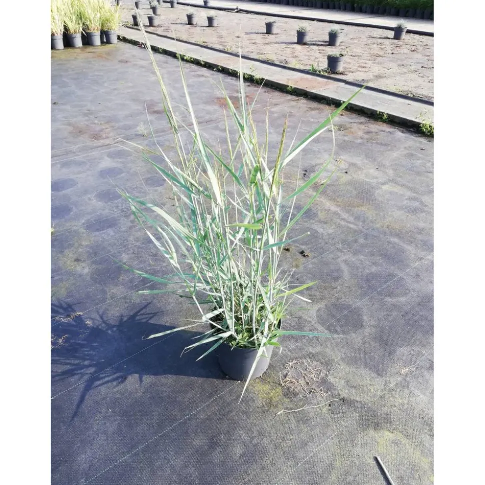 Rutenhirse 'Prairie Sky' 19 cm Topf