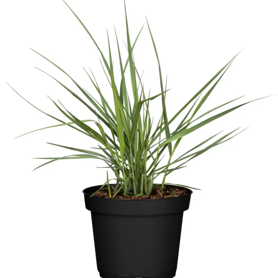 Rutenhirse 'Prairie Sky' 19 cm Topf