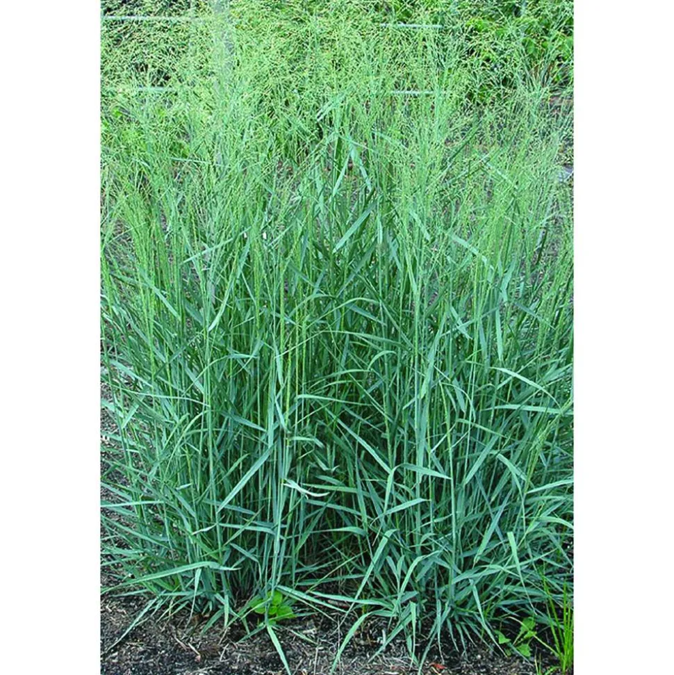 Rutenhirse 'Prairie Sky' 19 cm Topf