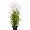 Rutenhirse 'Rehbraun', 23 cm Topf