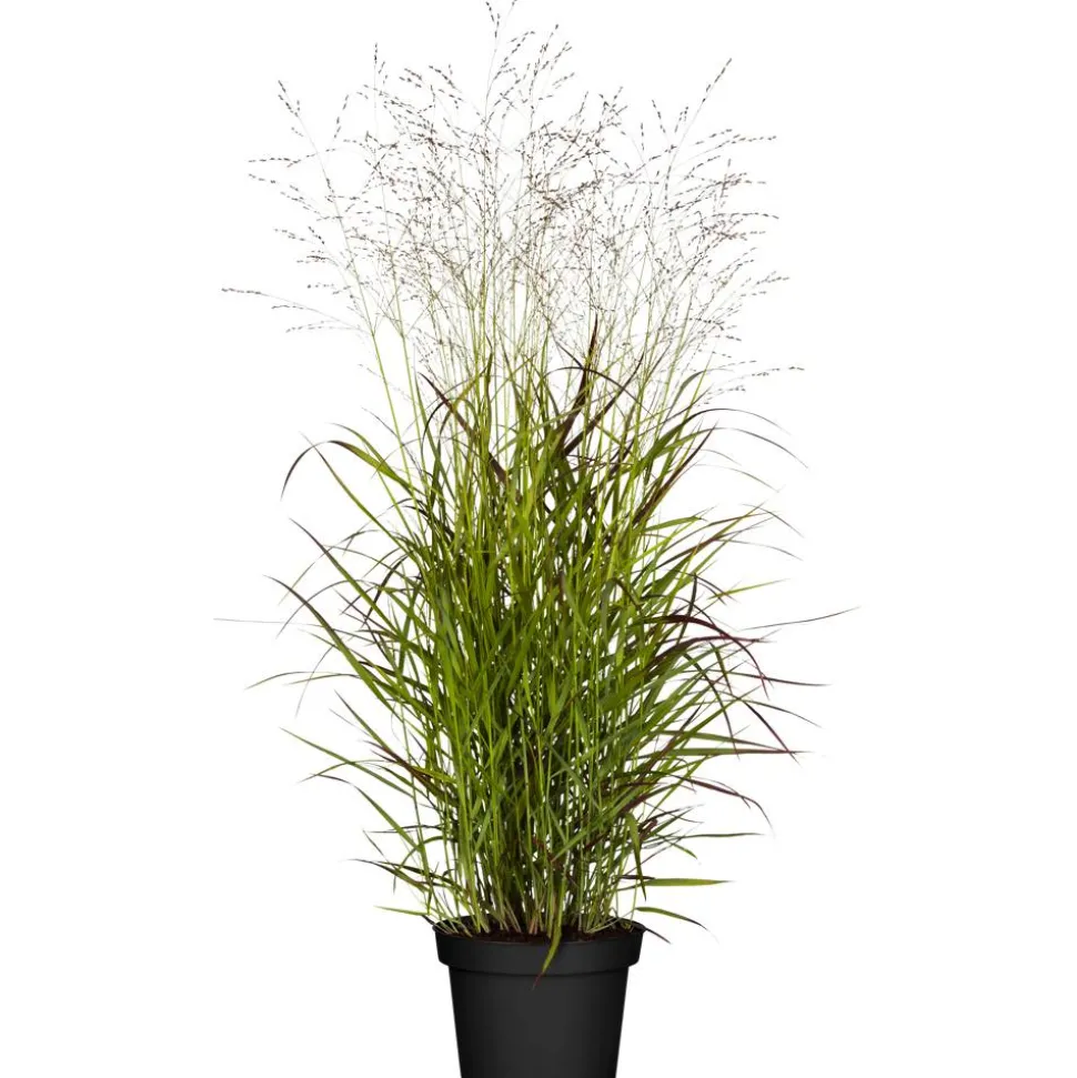 Rutenhirse 'Rehbraun', 23 cm Topf