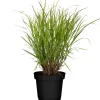 Rutenhirse 'Rehbraun' 19 cm Topf