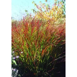 Rutenhirse 'Rehbraun' 19 cm Topf