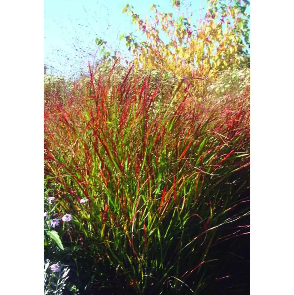 Rutenhirse 'Rehbraun' 19 cm Topf