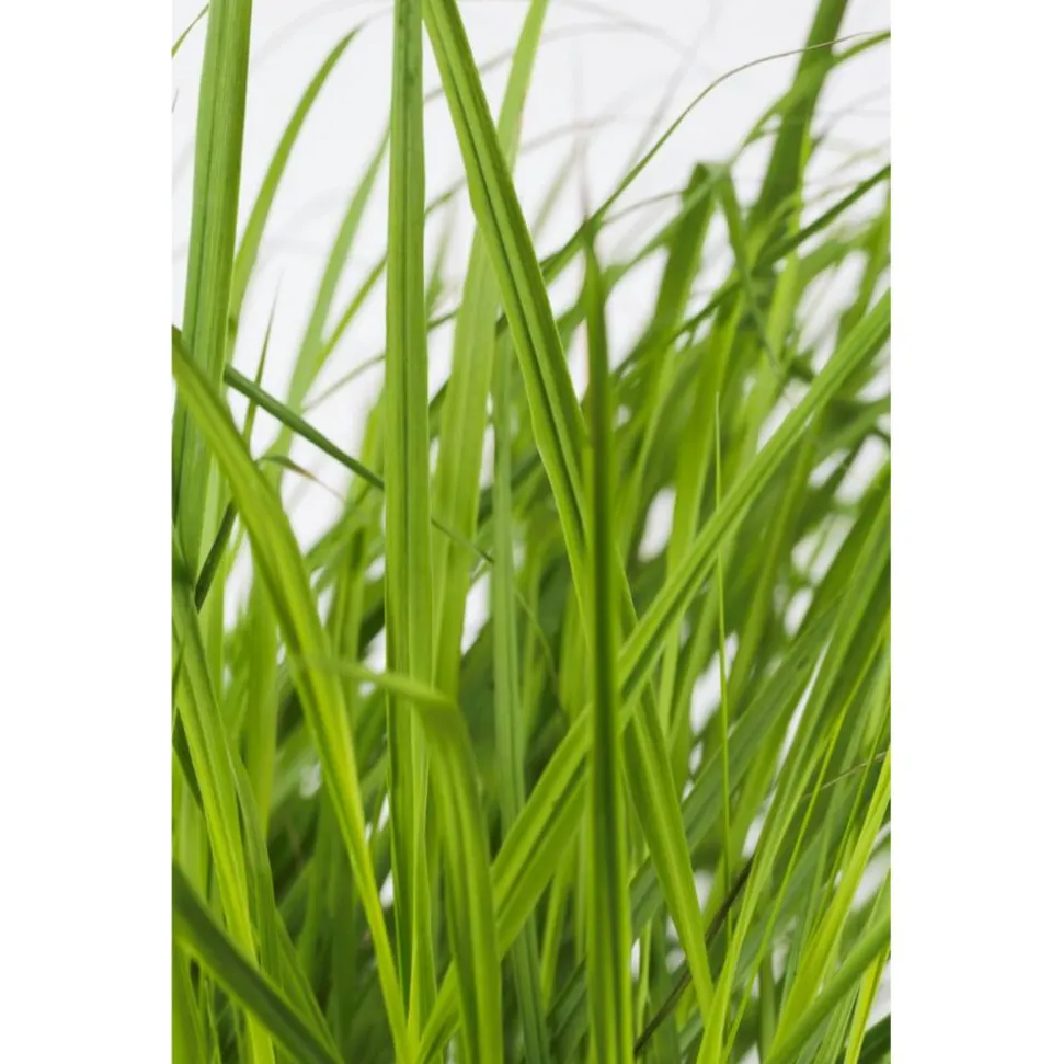 Rutenhirse 'Rehbraun' 19 cm Topf