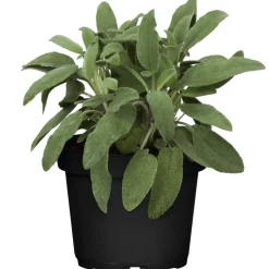 Salbei 14 cm Topf