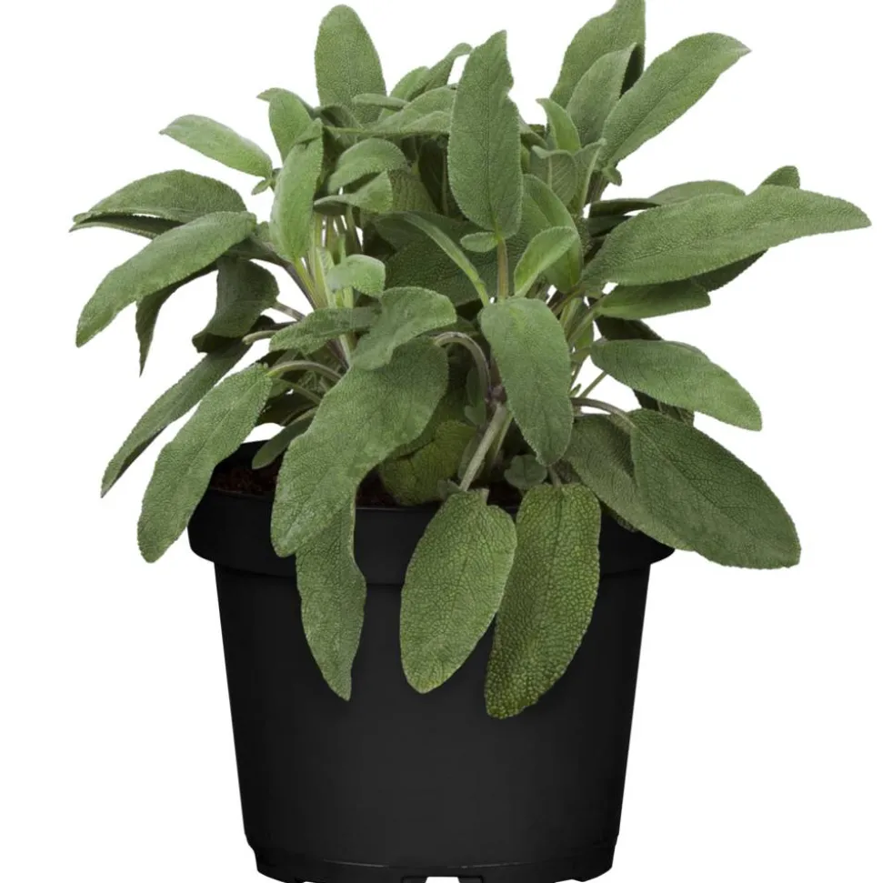 Salbei 14 cm Topf