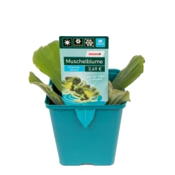 Sauerstoffpflanzen, 11 cm Topf