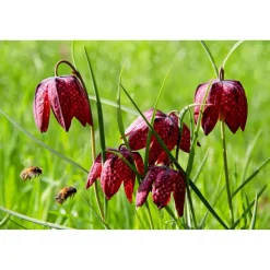 Schachbrettblume