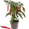 Scharfe Peperoni mit Früchten, rot, 14 cm Topf