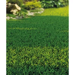 Schattenrasen 1 kg für ca. 50 m²