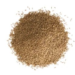 Schattenrasen 1 kg für ca. 50 m²