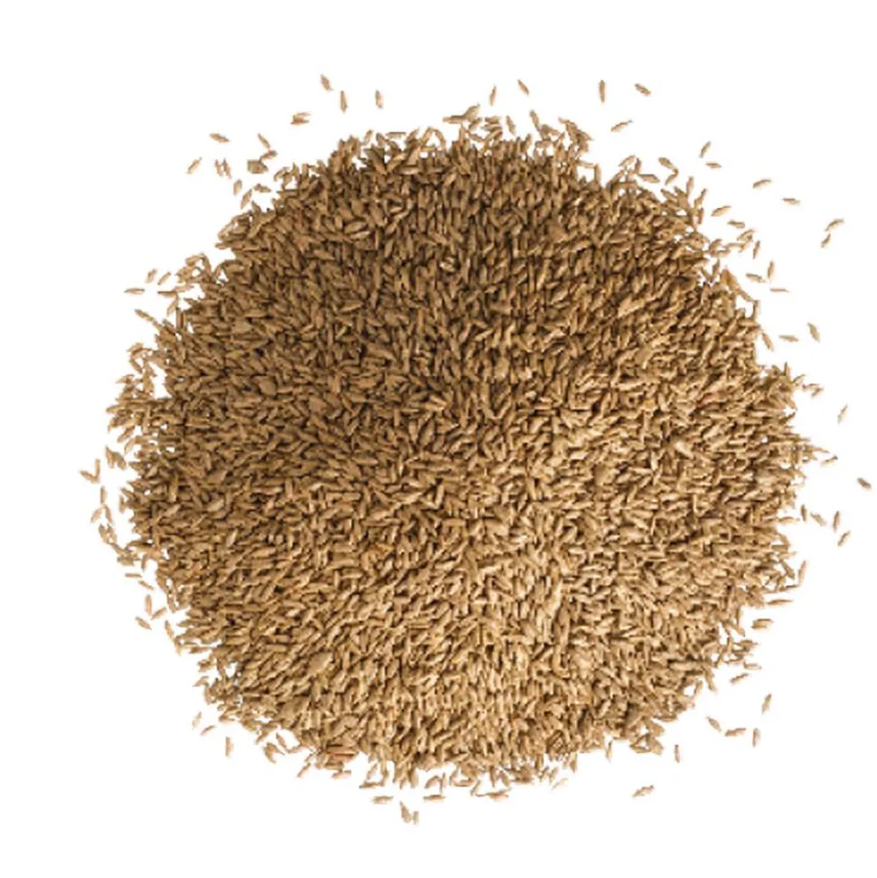 Schattenrasen 1 kg für ca. 50 m²