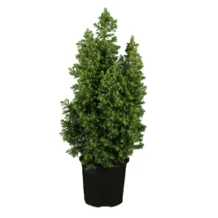 Scheinzypresse 'Top Point' 19 cm Topf