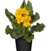 Schlüsselblume gelb 13 cm Topf