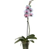 Schmetterlingsorchidee 'Royal Bubblegum' 1 Rispe, 9 cm Topf