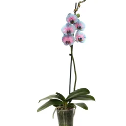 Schmetterlingsorchidee 'Royal Bubblegum' 1 Rispe, 9 cm Topf