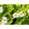 Schönaster 'Madiva' 9 cm Topf, 3er-Set