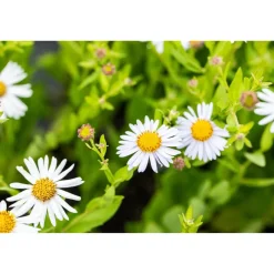 Schönaster 'Madiva' 9 cm Topf, 3er-Set