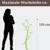 Schneeballhortensie 'Annabelle' Strauch 19 cm Topf